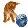 orange kitty