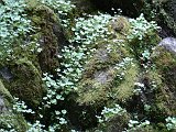 Lichen